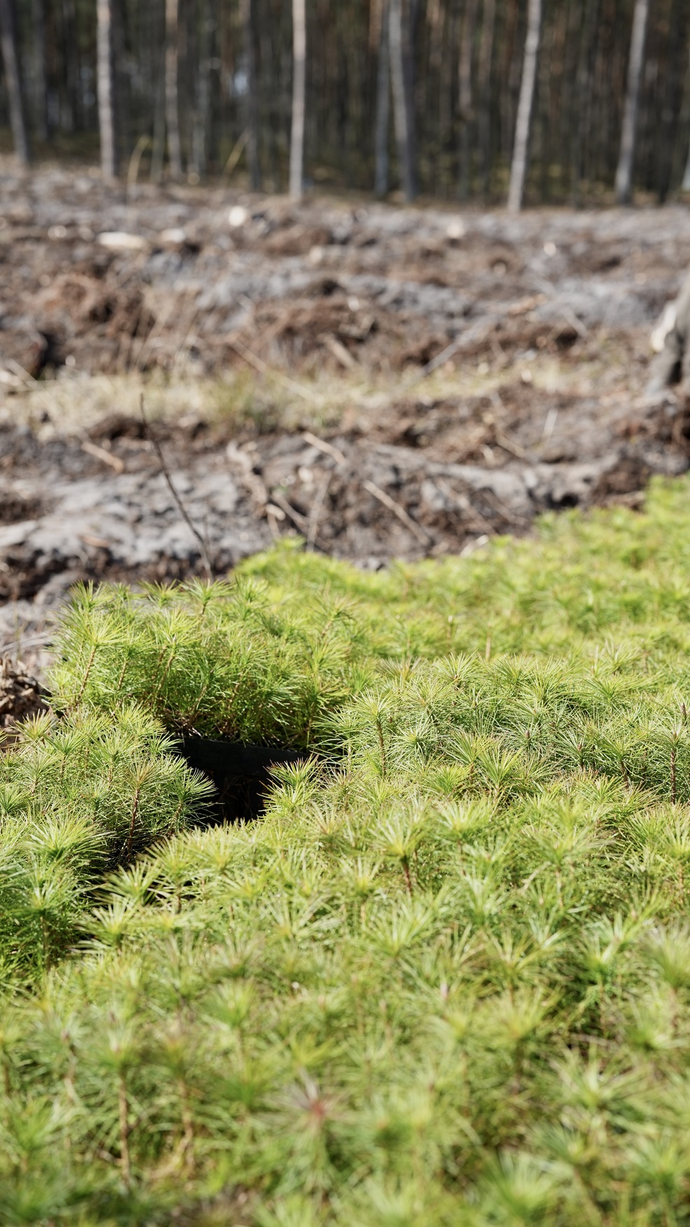 Sadzenie lasu – Drewnica 2026